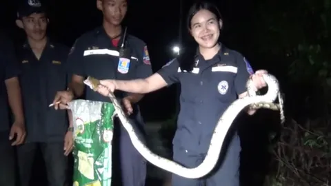 สาวกู้ภัยกำแพงเพชรเฉียบ จับงูเหลือมมือเปล่า หลังหนุ่มๆ มัวยืนอึ้ง (คลิป)