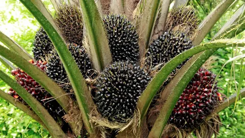 ประกันรายได้ปาล์มน้ำมัน 4 บาทต่อกก.