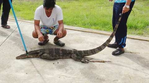 หมาหมู่รุมไล่ "เห้" วิ่งทะลุรั้วเจ็บ เจ้าของบ้านสงสาร แต่ไม่พลาดเลขเด็ด