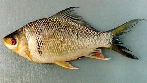 เหม็นหัว...ปลาพรม