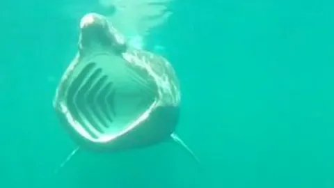 ใช้กล้องหุ่นยนต์เผยชีวิตลับของฉลามอาบแดด (คลิป)