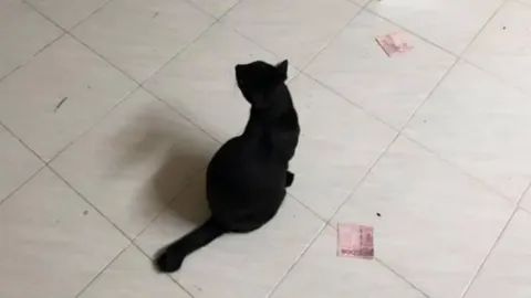 สาวเตรียมตกรางวัลชุดใหญ่ เหมียวขึ้นหลังตู้ เตะกล่องร่วง เจอเงินสามีซ่อนไว้