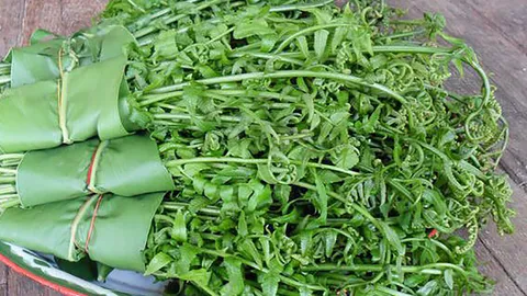 ผักกูด...มากคุณค่า