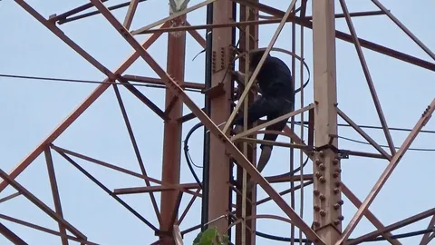 หนุ่มแฟนทิ้งน้อยใจปีนเสาสัญญาณ ตร.คอหงส์รุดกล่อมยอมลงโดยดี