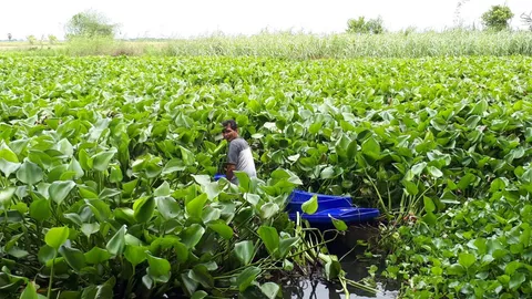 ชาวบ้านหลวง วอนภาครัฐช่วยจัดการผักตบชวา หลังลอยเต็มคลองจนสัญจรไม่ได้