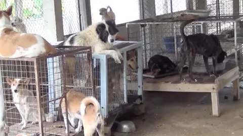 หมาที่วัดเวฬุวนารามที่ลำปาง อาหารร่อยหรอ เห็บหมัดระบาดวอนโยมช่วย 