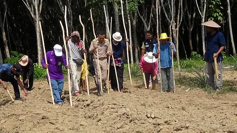 ลงแขก "หนำข้าว" ฟื้นภูมิปัญญาถิ่นใต้
