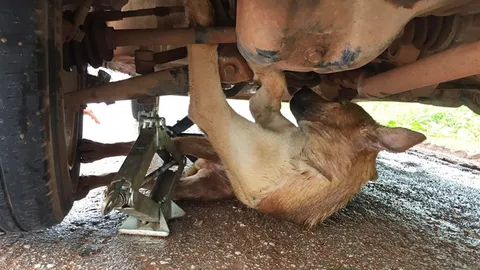 กู้ภัยบึงกาฬช่วยชีวิตหมา วิ่งตัดหน้าเก๋งถูกชน ตัวมุดติดคาใต้ท้อง