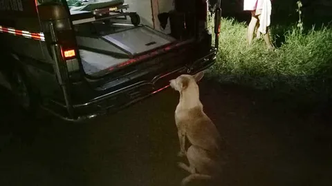 หมาเฝ้านายไม่ห่างกาย เห็นพี่น้องกอดกันร้องไห้ หลังรู้ข่าวพ่อแม่เสียชีวิต