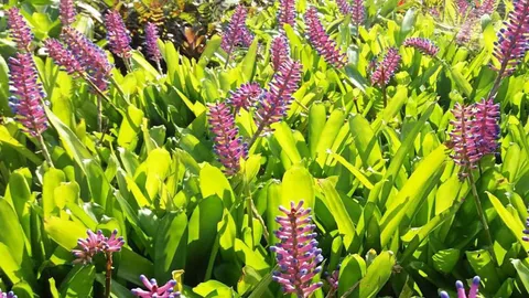 หัวไม้ขีดม่วง...ก้านชมพู