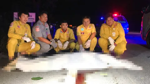 ตา 75 ปั่นจักรยานกลับบ้าน ถูกรถชนดับ กระเด็นไกลกว่า 100 ม.