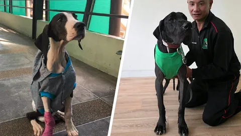 ร.10 พระราชทานชื่อใหม่ ให้ 13 สุนัขพันธุ์เกรทเดน