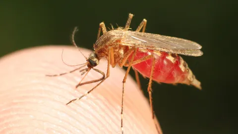 อัศวินกำชับเขตป้องกันไข้เลือดออก กรุงเทพฯเสียชีวิต 3-พบ 5 เขตป่วยสูง