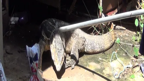 ตร.-กู้ภัยลำปางรุดจับตัวเหี้ยยาวกว่า 3 เมตรบุกบ้าน หนีน้ำ คาดมากินไก่ (คลิป)