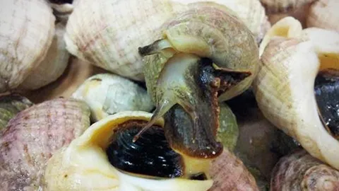 สารจากหอยทากทะเลช่วยลดเสี่ยงมะเร็ง