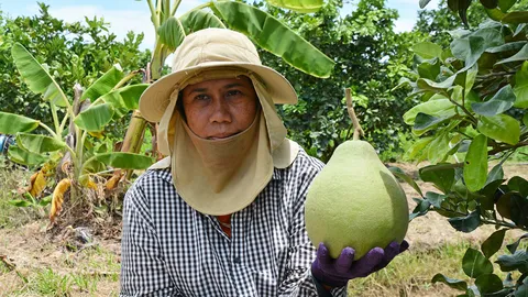 ทิ้งงานแบงก์ทำสวนส้มโอทับทิมสยาม