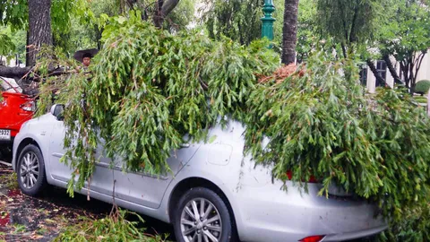 พายุพัดต้นไม้หักใส่รถ กทม.ต้องจ่าย อัยการโทษ กทม.ไม่โทษลม กทม.สั่ง 50 เขตตัดแต่งป้องกัน