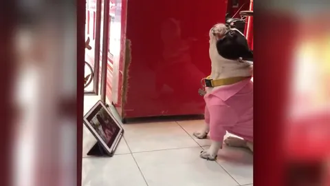 เอฟซีตัวจริง น้องตูบดูคลิป "แน็ก ชาลี" ส่งเสียงร้อง คัฟเวอร์ "สคูบี้ดู" (คลิป)