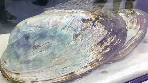 หอยกาบ...มุกน้ำจืด