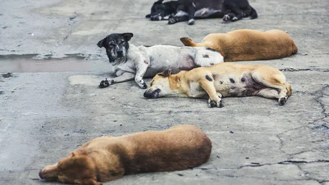 สุนัขชอบวิ่งไล่กัดคน บริเวณสะพานข้ามคลองหนองบอน ฝาก สนง.เขตประเวศจัดการ