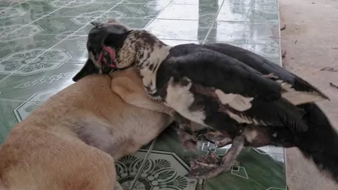 รักต่างสายพันธุ์ที่ยโสธร เป็ด-หมา เพื่อนซี้แสนรู้ กอดกันไม่ห่าง (คลิป)