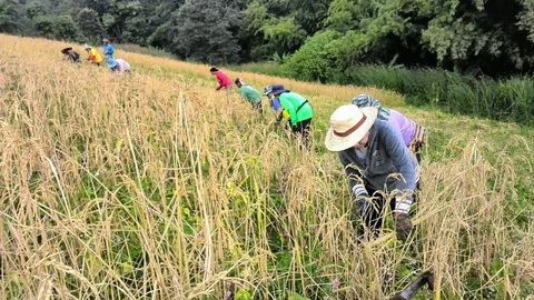 ชาวนา 2 ล้านคน เตรียมรับเงิน ไร่ละ 500 ธ.ก.ส.โอนเข้าบัญชีสัปดาห์หน้า