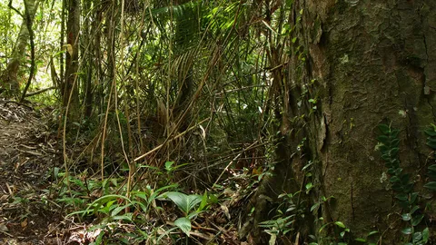 แม่ใจร้ายทิ้งทารกเพิ่งคลอดป่าหญ้าข้างทาง แพทย์เข้าช่วยปลอดภัยดี