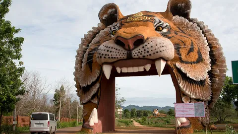 เสือตาย 86 ตัว วัดป่าตาบัว ป่วยจากเลือดชิด เร่งรักษาอีก 61 ตัว