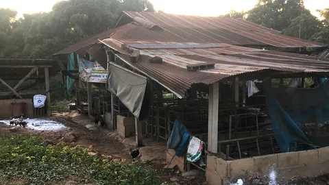 ปิดข่าวหมูป่วยตาย คาดอหิวาต์แอฟริกา ทำลายแล้ว 300 ตัว หวั่นกระทบ ศก.