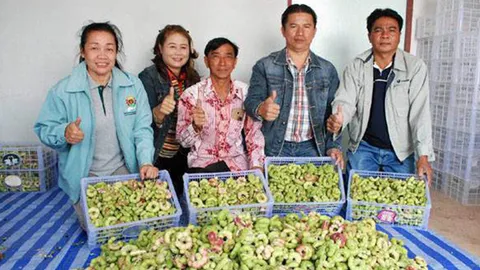 ดินเค็ม...มะขามเทศดีกว่าข้าว