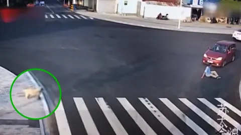 จีนแห่ชม ลูกหมาน้อย รอข้ามถนนทางม้าลาย คนไม่ทำตาม ก.ม.เจอโดนรถชน