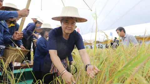 เลขาฯส.ป.ก. เปิดกิจกรรมลงแขกเกี่ยวข้าว โครงการผืนดินพระราชทาน