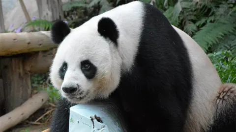 รอแถลงผลผ่าซาก "ช่วงช่วง"