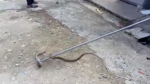 ยายวัย 70 บอกกู้ภัย จงอาง 5 เมตรเข้าบ้าน สุดท้ายเป็นแค่ "งูทางมะพร้าว"