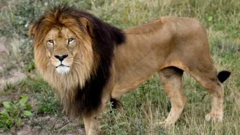 หญิงสุดพิเรนทร์ ปีนรั้วเข้าเขตสิงโต ในสวนสัตว์ แถมยังยั่วเจ้าป่า (คลิป)