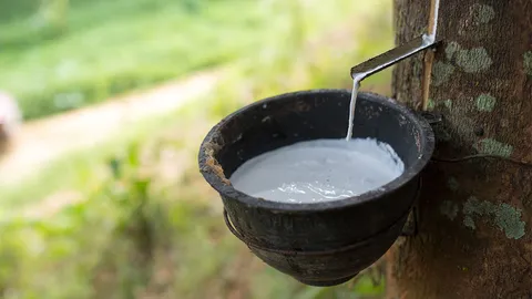 ควัก 2.4 หมื่นล้านจ่ายประกันรายได้ยาง