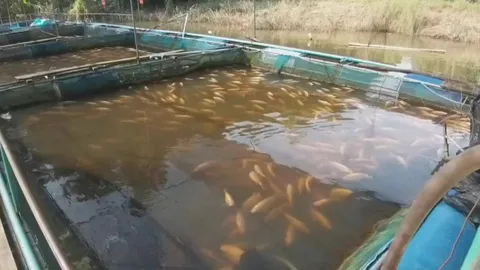 โวยแม่น้ำปราจีน เน่าซ้ำซาก ปีนี้กระทบหนัก "ปลากระชัง"ส่อเจ๊ง 