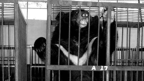 หมีควายโหด ลงเขากินข้าวโพด ตะปบหน้า ขบหัว ชาวไร่ดับสลด 