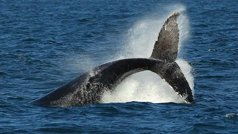 ใช้โดรนคำนวณน้ำหนักและขนาดปลาวาฬ