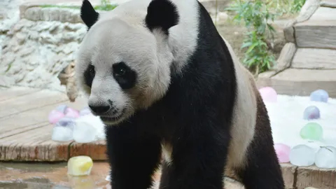 รู้แล้ว! แพนด้า "ช่วงช่วง" ดับ สาเหตุภาวะหัวใจล้มเหลว