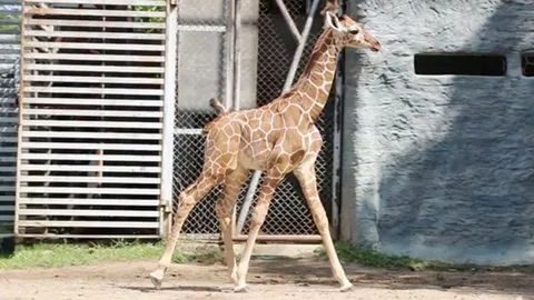 เปิดตัว “ลูกยีราฟ” สมาชิกใหม่ เชียงใหม่ไนท์ซาฟารี ของขวัญต้อนรับปิดเทอม