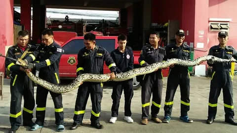 งูเหลือม 5 เมตร โผล่ซอยอ่อนนุช 88 "นักดับเพลิง" ช่วยจับมานอนพักที่สถานี