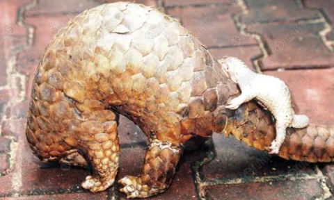 ตัว​น่ิม​มี​เช้ือ​โรค​เร้ือน นัก​วิจัย​ค้น​พบ​เช้ื​อร​วม​กัน​อยู่​ใน​ตัว​มัน