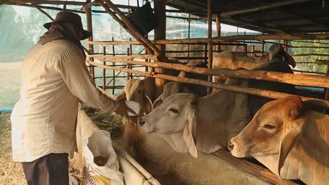 หนีเมืองกรุง มุ่งเลี้ยงโคขุน จากลูกจ้างสู่นายตัวเอง