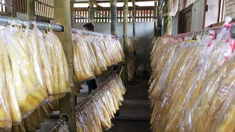 ปลูกไผ่สะดิ้งไร้สารเคมี กำไรไร่ละ 5 หมื่น