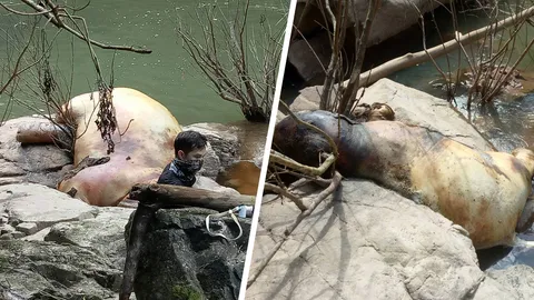 พบอีก 2 ที่ชั้น 5 ซากช้างป่าตกเหวนรก ติดคาเนินหิน เตรียมเผาทำลาย