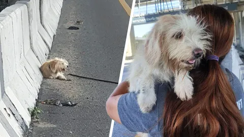 เจ้าของอยู่ไหน สาวใจดีช่วยชีวิต "น้องหมา" ตกรถ นอนเจ็บริมถนนเมกะบางนา