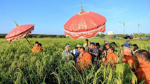 เมืองคอนผุดแปลงนาพุทธภูมิ นำผลผลิตกวนข้าวมธุปายาส