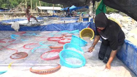 แห่ตัก "แมงกะพรุน" ช่วงก่อนมรสุม ดองเกลือส่งขาย ตปท. ได้ราคาดี