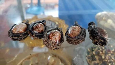 “เบี้ยแก้” ครอบจักรวาล กันมนตร์ดำ..คุณไสยเข้าตัว